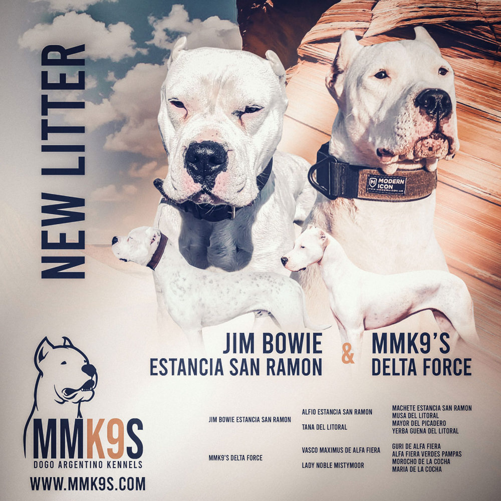 MMK9S Dogo Argentino kennels Puppies in Utah, USA